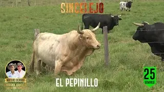 SINCELEJO 2026 Toros de la Ganaderia Jerusal&eacute;n de  Arturo Berrio e Hijos