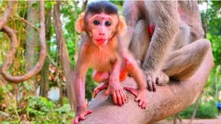 #baby #animals #monkeywild
