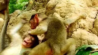 hotnews!!! BronX angry until bite Duke cos hungry milk, My feel very pity on baby ,Why Briana not