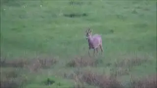 Bockjagd 1. Mai   2014
