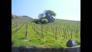Weinberge in Deutschland