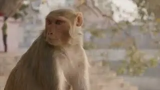 The Monkey's Clever Escape  An Animated #naturelovers #nationalgeographic #nature