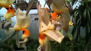 OrchidWeb -  Stanhopea embreei
