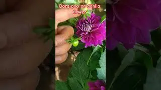 уход и советы для большего количества цветов георгины 🌺🌺#online#dara#poo#online#rosenursery#trend...