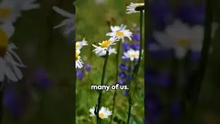 Daisy Delight  A Floral Journey