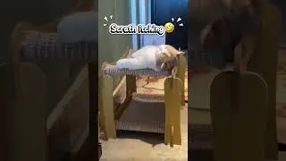 #scratch #itching #happy #pets #catlovers #catlife #animals #funnyshorts #kucing #gatal #viralvideo
