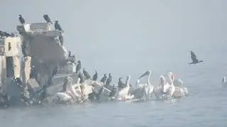 Rosy Pelicans 