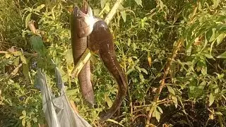 Muita emoção nessa pescaria de vara de fibra, só peixão 😯!!!