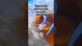 Funniest Clownfish Joke #shorts #funny #entertainment