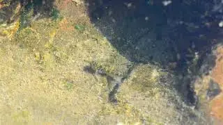 Nor Cal Tide Pools Fort Bragg Glass Beach - Nature Notions