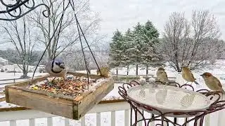 Lots of Birds At Birdfeeder and Birdbath | CAT TV Birds For Cats To Watch 