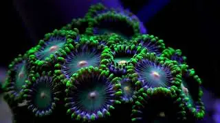 Reef Tank 80L z bliska | Akwarium Morskie bez sumpa i odpieniacza
