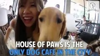 Corgi Dogs Found In BangKok's House Of Paws
