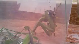 Sphodromantis viridis Eating