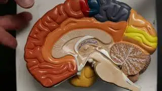 A&P1: Color Brain sagittal view