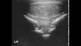 caso clinico 10 fetlock