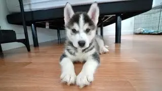 MEET KAI THE PUPPY HUSKY!