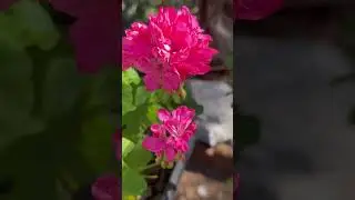 Beautiful pink geranium flowers || Home Gardening | #flowers​ #youtubeshorts​ #shorts​ #trending​
