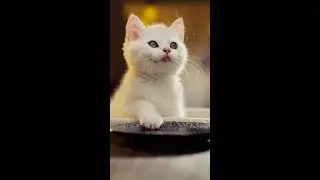 Kitten Eating Meat ASMR #asmr