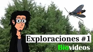 Biovideos: Exploraciones #1