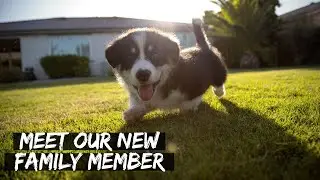 Meet FINLEY - Our New 8 Week Old Pembroke Welsh Corgi!