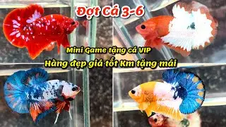 Đợt C&aacute; Betta 3-6 Koi Galaxy, Nemo Multicolor, Fancy Yellow Orange Red H&agrave;ng đẹp gi&aacute; tốt KM tặng m&aacute;i !