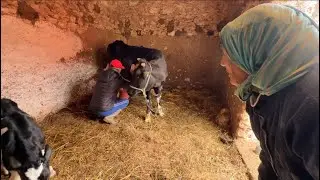 في البادية : مي مباركة خفت من بقرة 🐄 ولكن صدقت ضريفة 😍 دعيو معيا بي تيسير العائلة ديالي 🤲