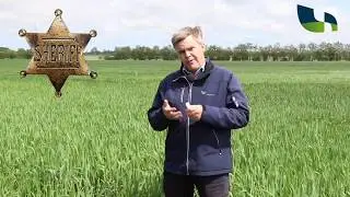 Den nordjyske hvede lige nu