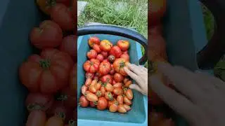 R&eacute;colte splendide de tomate 🍅 du 21 Ao&ucirc;t