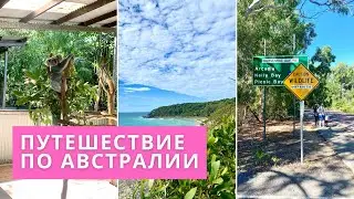 Влог по Австралии | коалы, валлаби, национальный парк и островная жизнь в Квинсленде