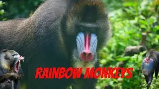 I'm a Primate Expert and Mandrills Are the Most COLORFUL Monkeys