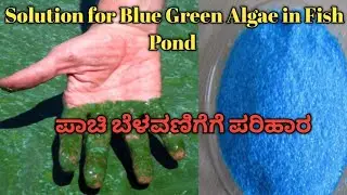 Blue green algae Control in fish farming #fishing #korameenu #agriculture #horticulture #fishpond 