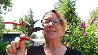 Summer fruit tree pruning and sowing more pumpkins