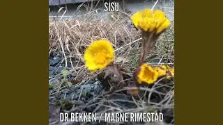 innsikt