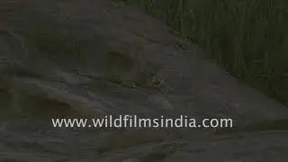 Spotting a leopard at night
