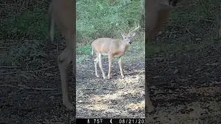 Baiting Deer Is No Different Than Hunting A Food Source