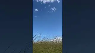 Calming Beach View: Beach Grass & Ocean Breeze