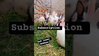 #Rabbit #CuteRabbit #DesiRabbit #PakistaniRabbit #FunnyRabbit #RabbitUrdu #PetRabbit #MyPets #Funny