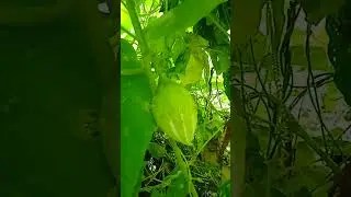 കാട്ടുപടവലം/കയ്പ്പ പടവലം.trichosanthes cucumer.