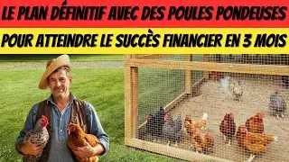 Le plan définitif avec des poules pondeuses pour atteindre le succès financier en 3 mois