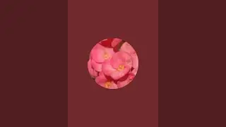 Manju kitchen garden  is live!