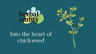 Chickweed (Stellaria media): A Topical Remedy for the Relief of Itching