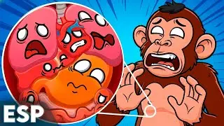 ¿Tus Órganos son Diferentes a Los de un MONO?