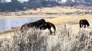 Chit chat on the Prairie #Animals #WildAnimals #Nature #NatureLovers #Horse #Wild #Mustangs #cowgirl
