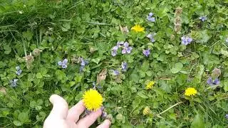 Create an Edible Lawn with Prairie Violet, Dandelion, Clover