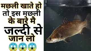 Know about this fish | Amazing Facts | Interesting Facts | #Shorts#Short #YoutubeShorts #Anandfacts