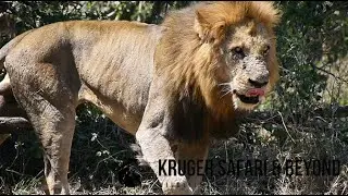 HE IS HUGE! MASSIVE Male Lion, Emerges From The Bushes, In New Territory! Pride Takeovers! #lion