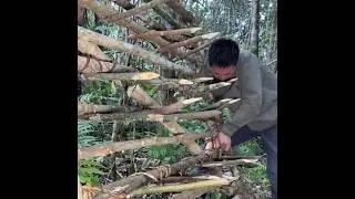 Borneo Rainforest Trapping - Outdoor Wilderness Adventure Survival