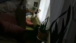 Beagle sings original song (Opening the Door)
