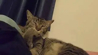 Ash grooming #cat #catvideos #catgrooming #catlife #cute #cutecat #catvideo #cats #gatos#calmcats 